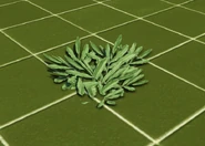 Имбирь (Ginger)