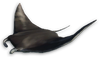 FC3 cutout mantaray