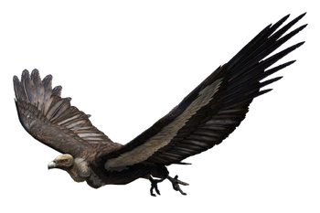 White Rumped Vulture