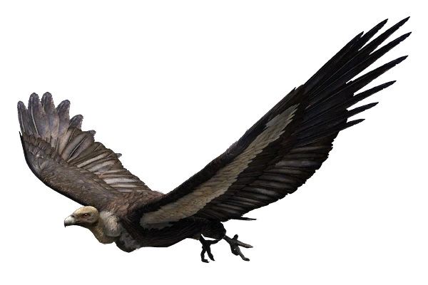 ビリヤードキューVULTURE ビリヤードキューVULTURE Z Line Vulture | Discraft Inc.