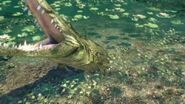 Crocodile lunging out of the water at Jason