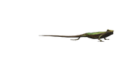 Japalura