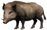 FC4 Animal (9).png (130 KB) Wild Boar