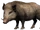 Wild Boar