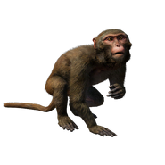 Assam Macaque
