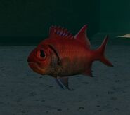 Soldierfish