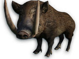 Boar