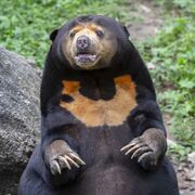 Sun Bear