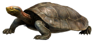 Red Crowned Turtle