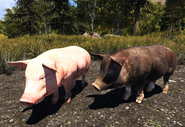 Far Cry 5 Pigs