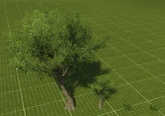 Коа, акация (Koa)