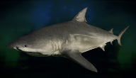 Tiburon sarda