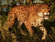FC6 Jaguar