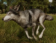 Alpha Coyote