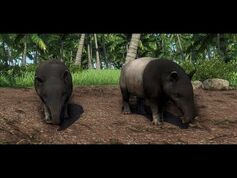 Tapir de vientre blanco