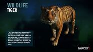 The Sumatran Tiger in the Far Cry 3 wildlife guide