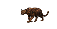 Shadow Leopard