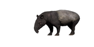 Malayan Tapir