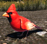 Far Cry 5 Cardinal