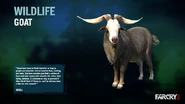 Wildlife : Goat