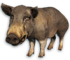 FC3 cutout pig
