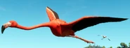 Flamingo