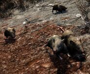Rats