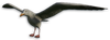FC3 cutout seagull