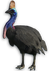 FC3 cutout cassowary
