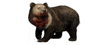Ghost Bear