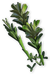 FC3 cutout arrowroot.png