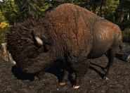 Far Cry 5 Bison