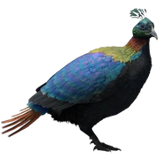 FC4 Animal (5).png (48 KB) Himalayan Monal
