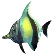 Moorish Idol?
