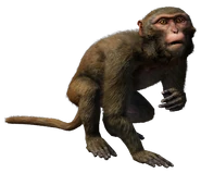 FC4 Animal (6).png (78 KB) Macaque