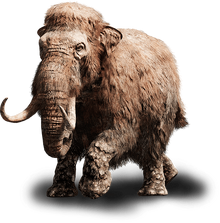 Fcp beast-mammoth-young ncsa