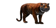 Bengal Tiger
