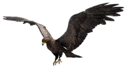 FC4 Animal (24).png (97 KB) Black Eagle