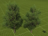 Железное дерево (Ironwood)