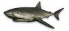 FC3 cutout greatwhiteshark.png