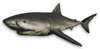 FC3 cutout greatwhiteshark