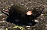 Far Cry 5 Rat