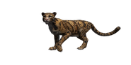 Clouded Leopard