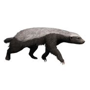 Honey Badger