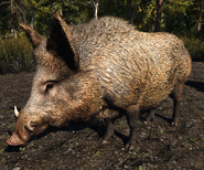 Far Cry 5 Boar