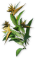 FC3 cutout heliconia.png