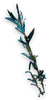 FC3 cutout stout kelp.png