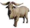 FC3 cutout goat.png