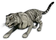 White Tiger