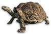 FC3 cutout grandtortoise